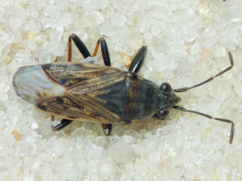 Peritrechus gracilicornis Puton, 1877